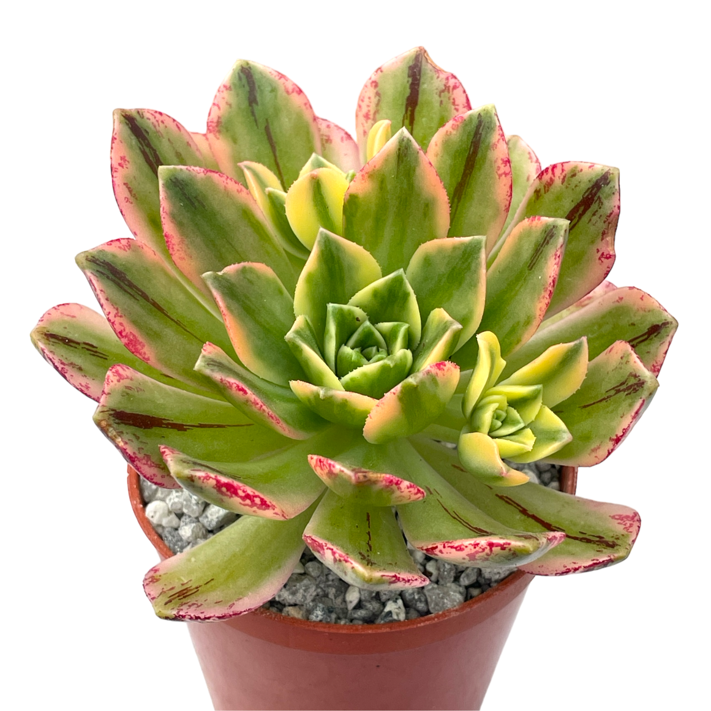 Aeonium 'Green Tea' POTM