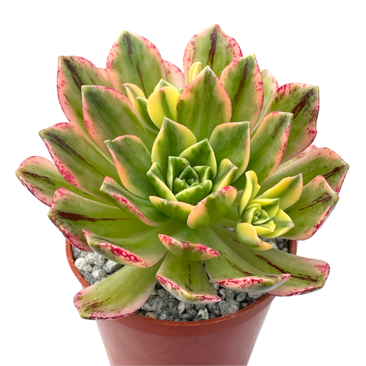 Aeonium 'Green Tea' POTM