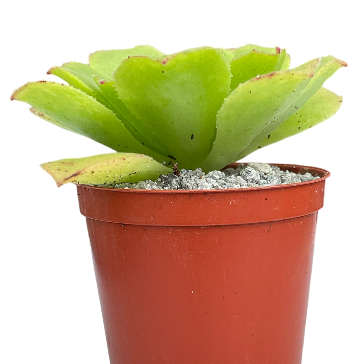 Aeonium tabuliforme x nobile