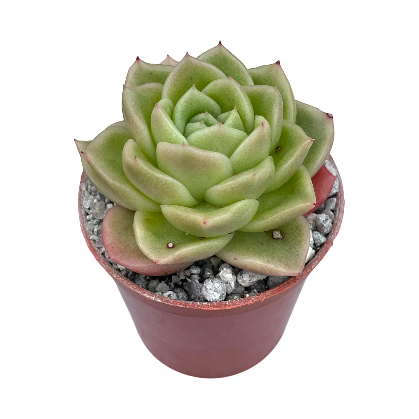 Echeveria 'Crystal Maze'