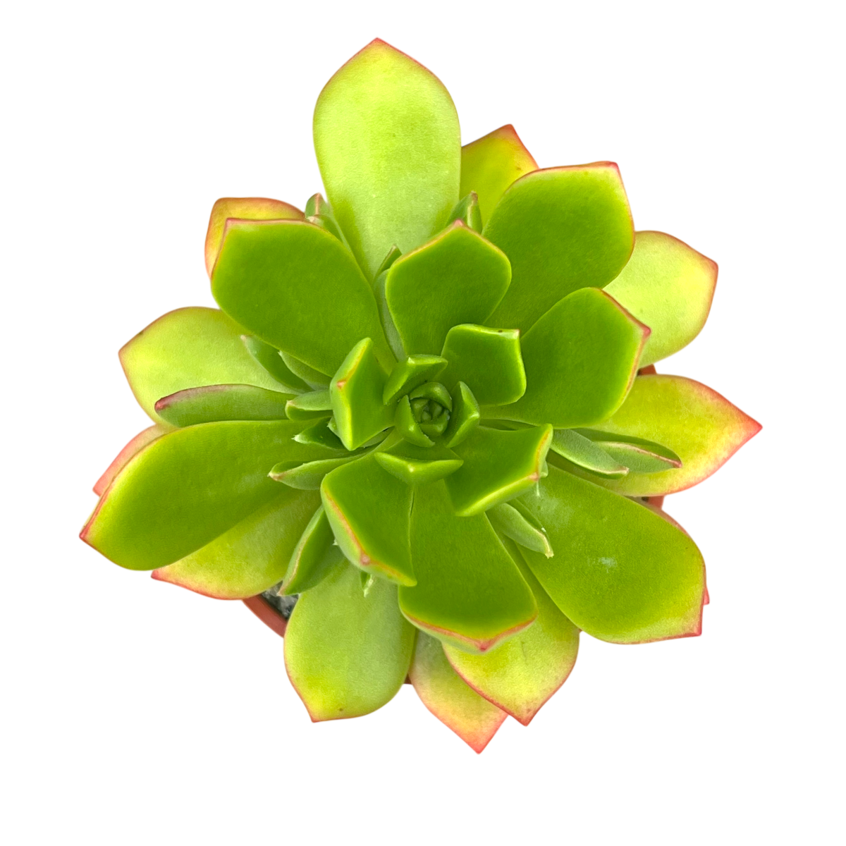 Aeonium 'Green Crush'