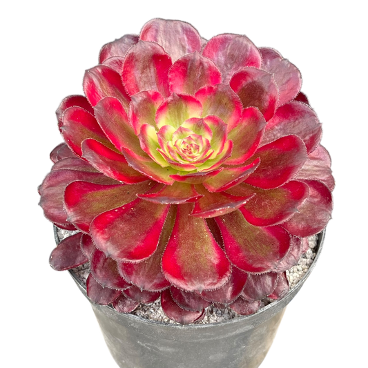 Aeonium 'Mardi Gras'