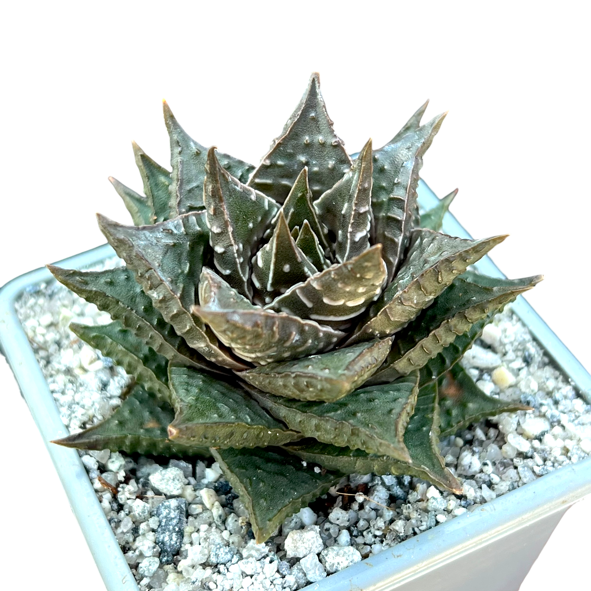 EMP ハオルチア リミフォリア×アテヌアータ 錦 / C852 ハオルチア・リミフォリア – Surreal Succulents