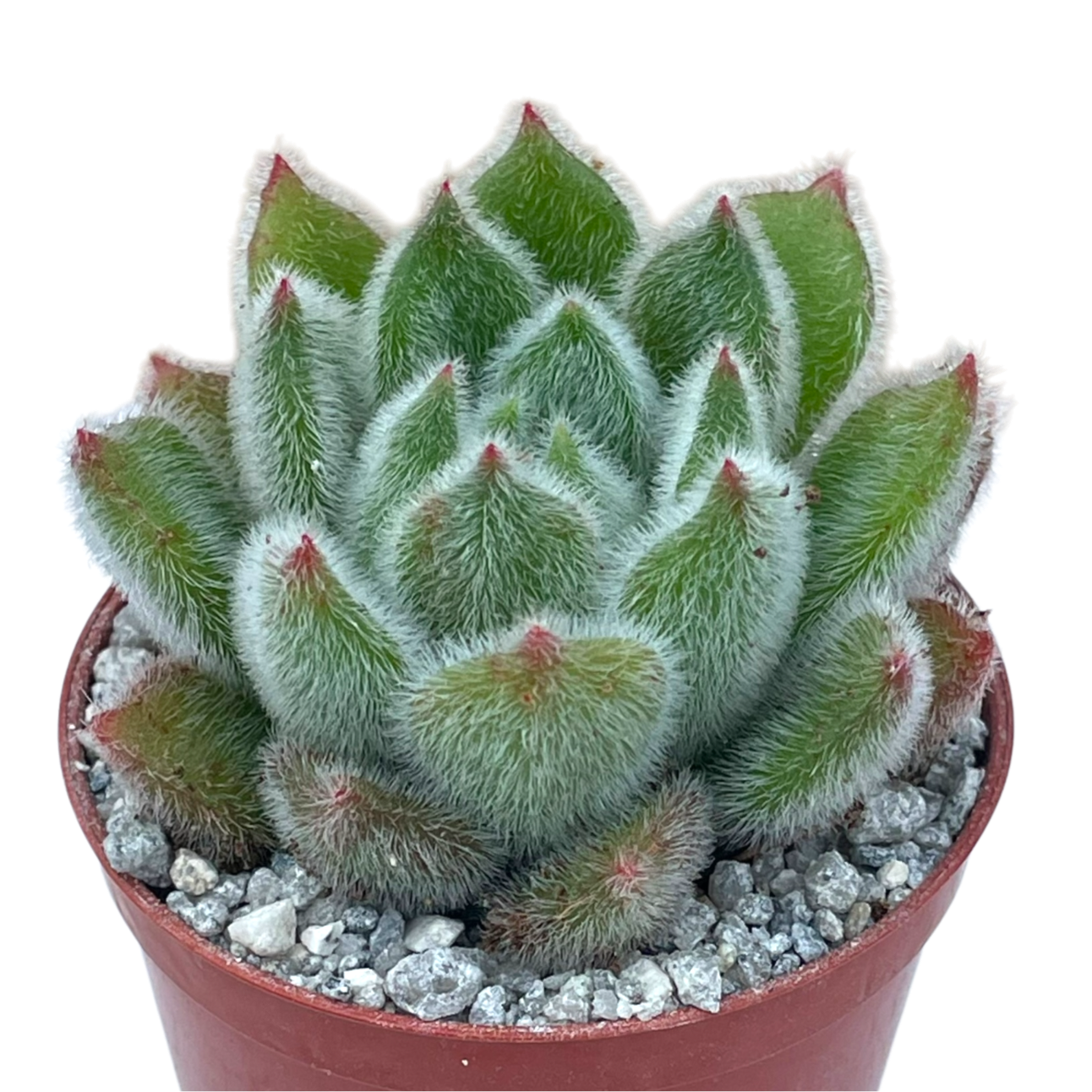 doris taylor succulent Echeveria 'Doris Taylor' – Surreal Succulents