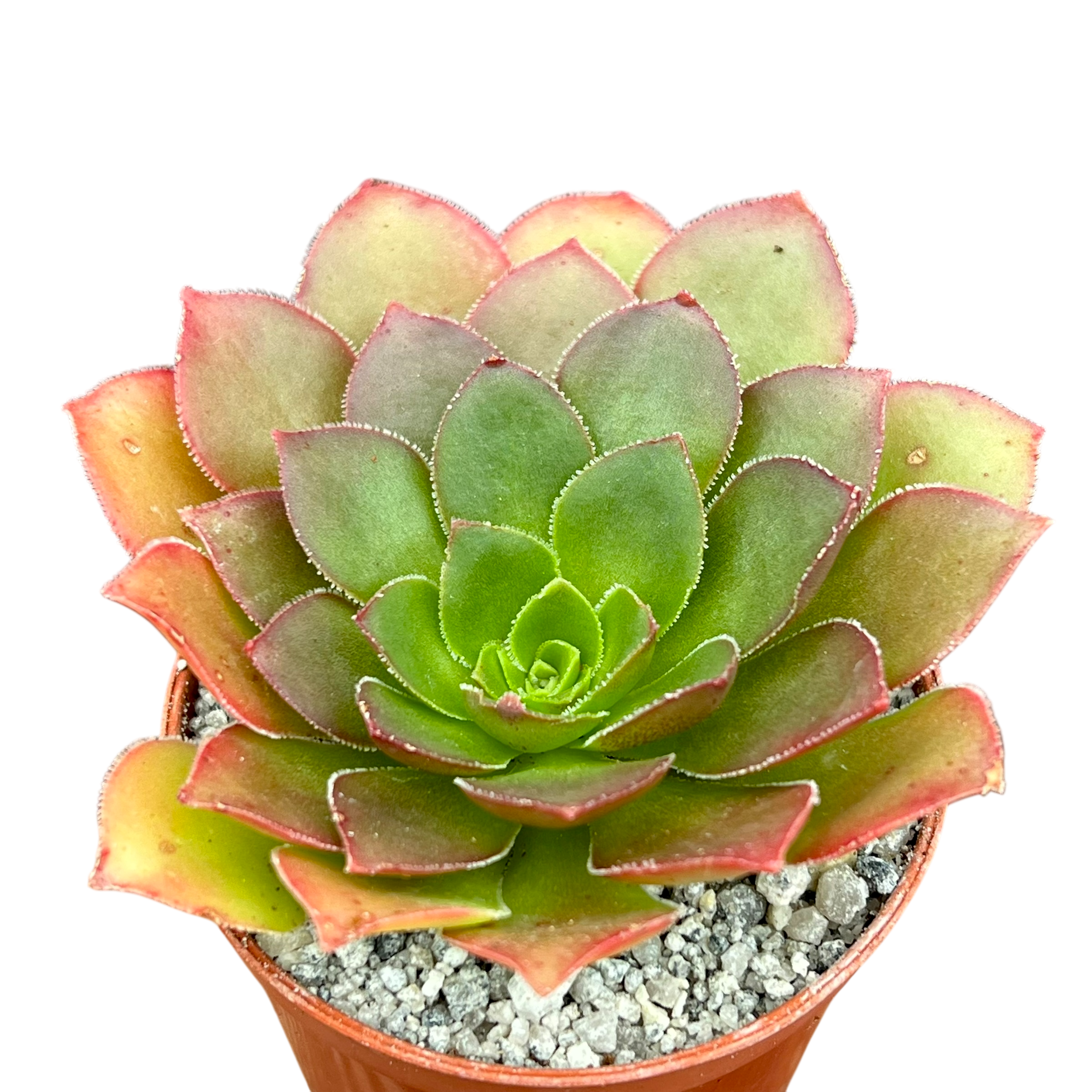 x センポニウム 'ダイヤモンド' – Surreal Succulents