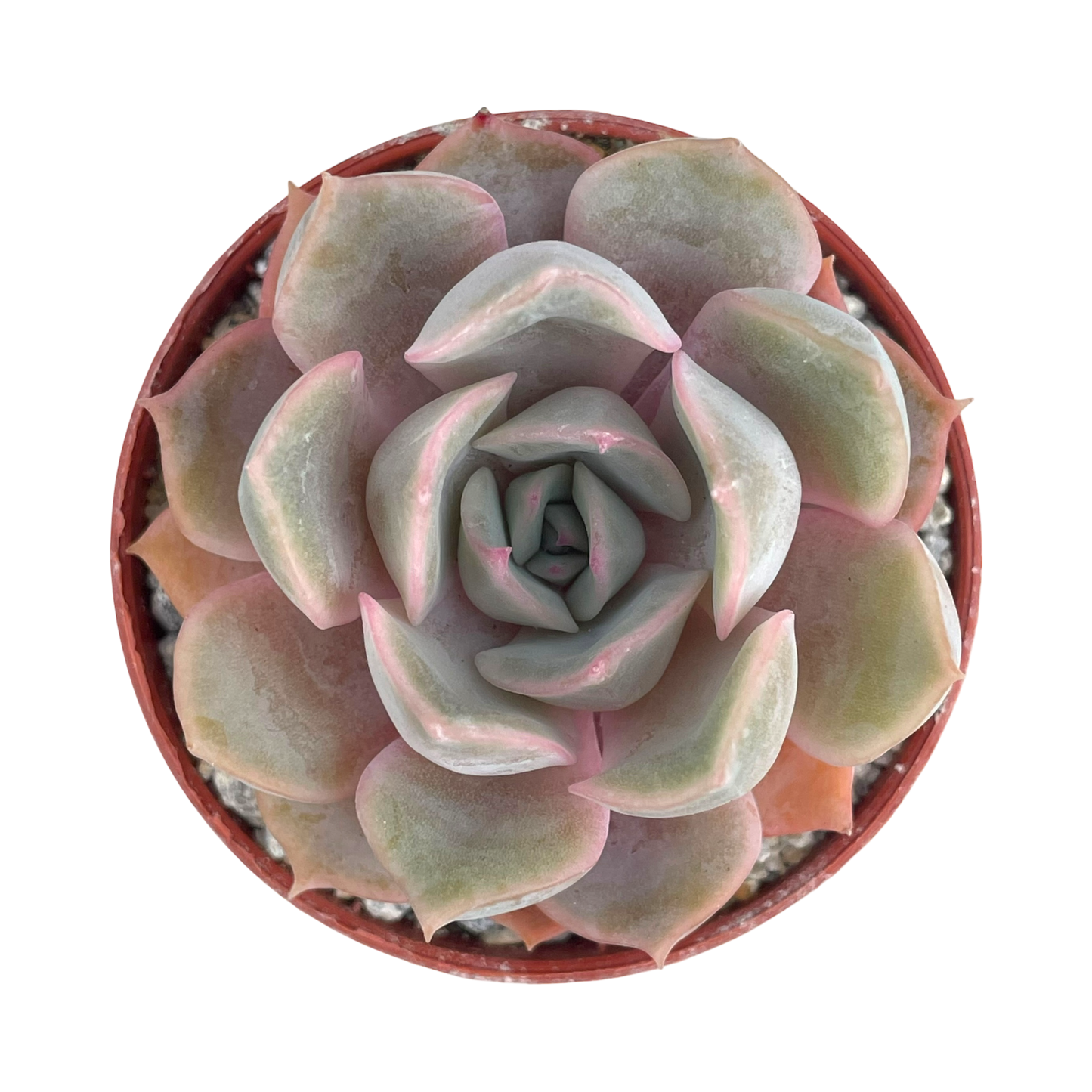 Echeveria 'Orion'