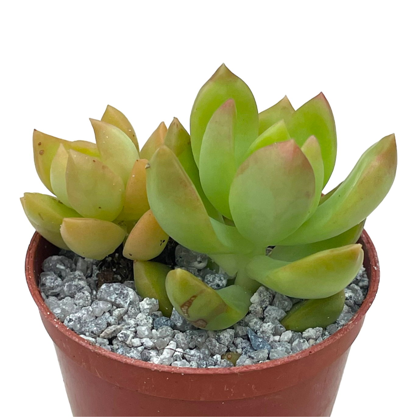 Sedum adolphii