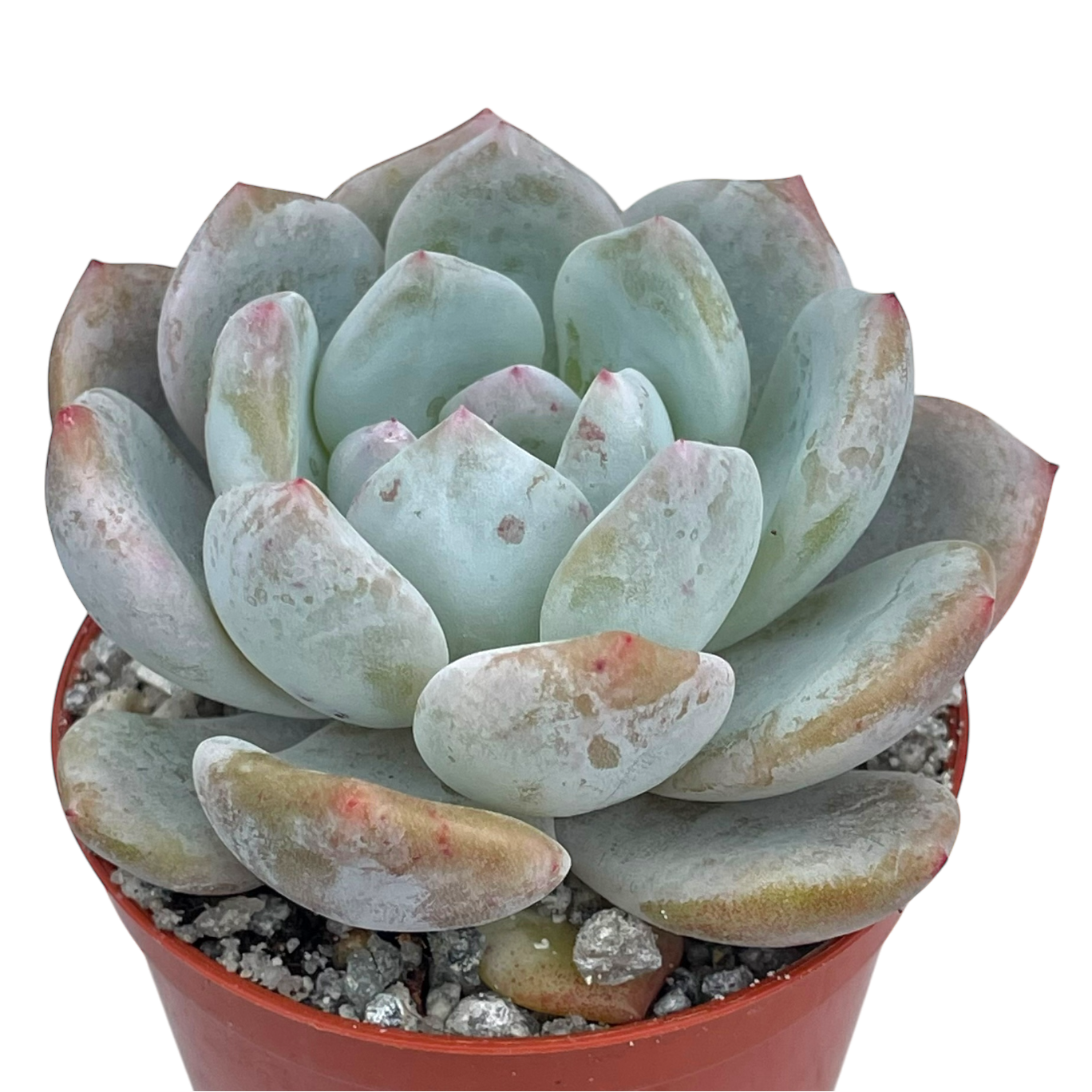 Echeveria 'Monroe'