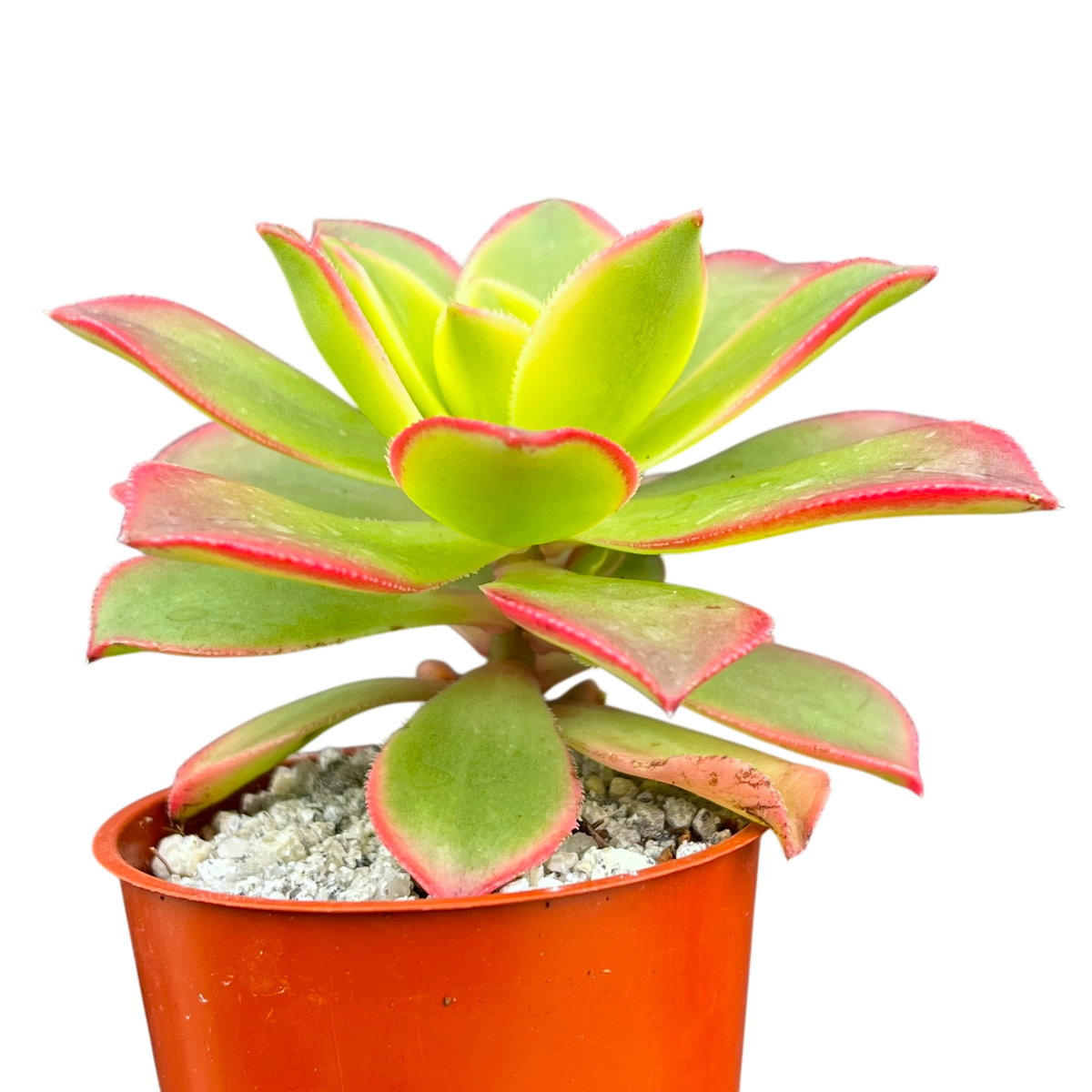Aeonium 'Kiwi'