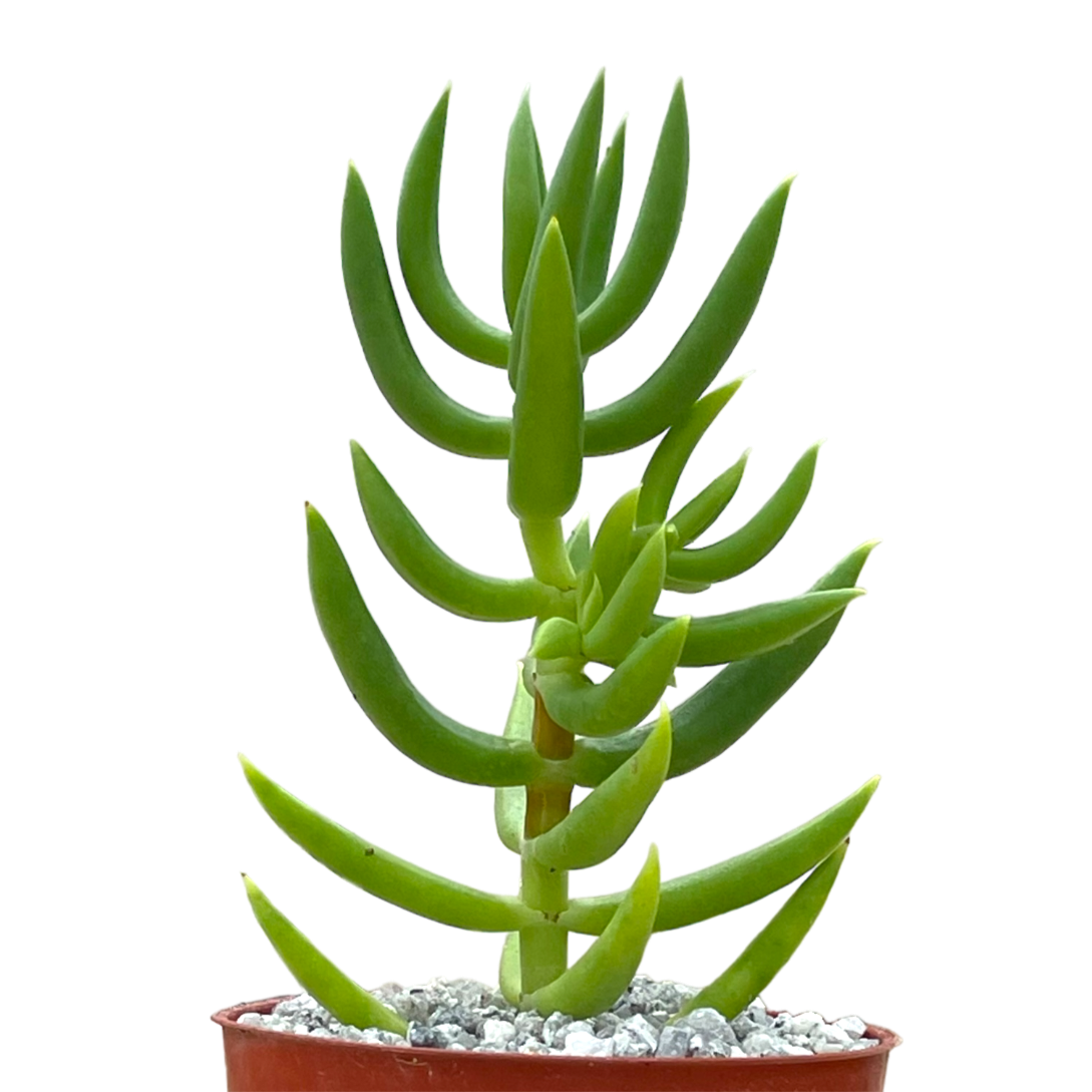 Crassula tetragona