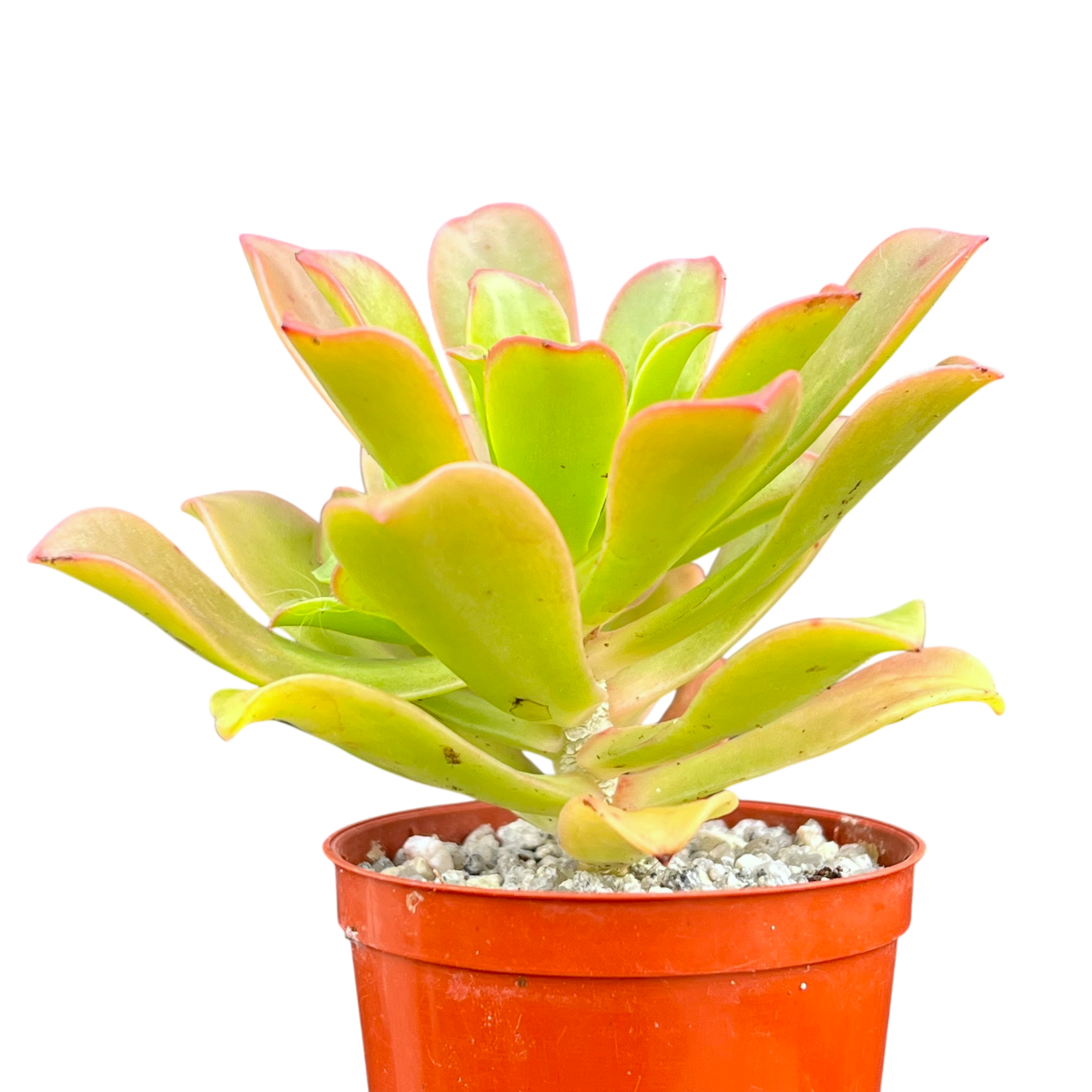 Aeonium decorum