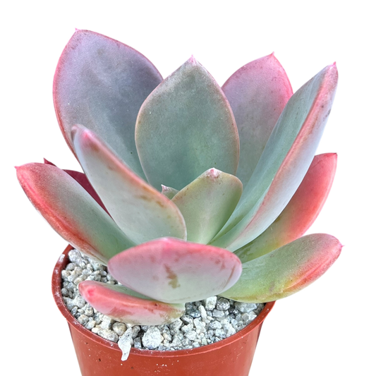 x Pachyveria 'Empress'