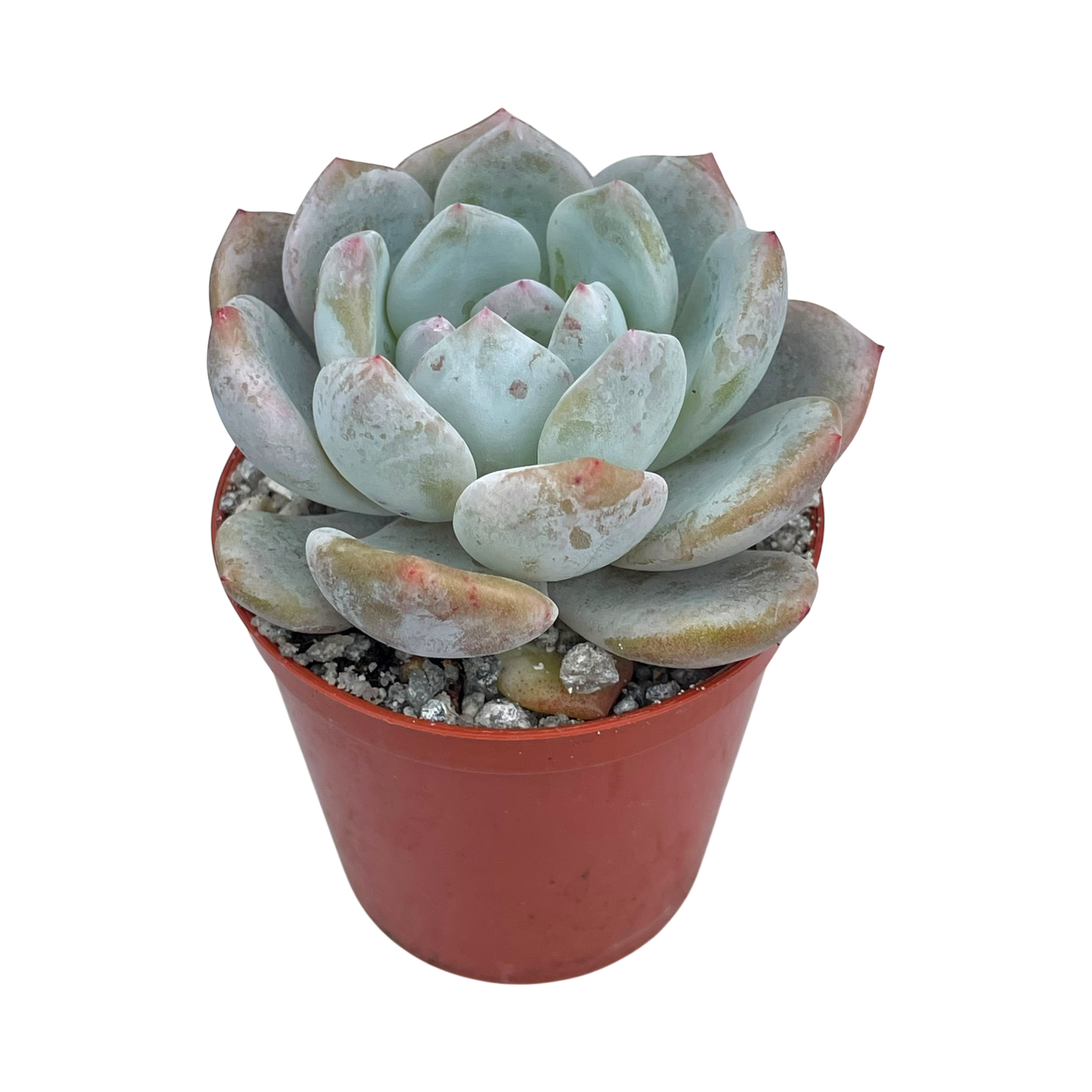 Echeveria 'Monroe'