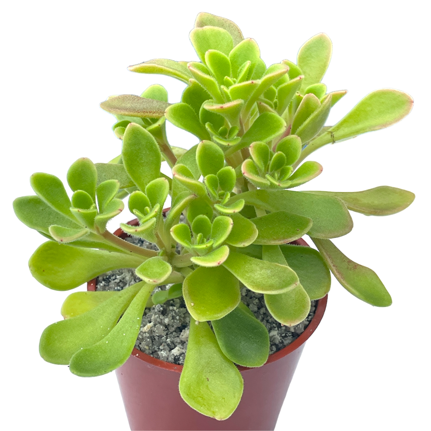 Aichryson aizoides