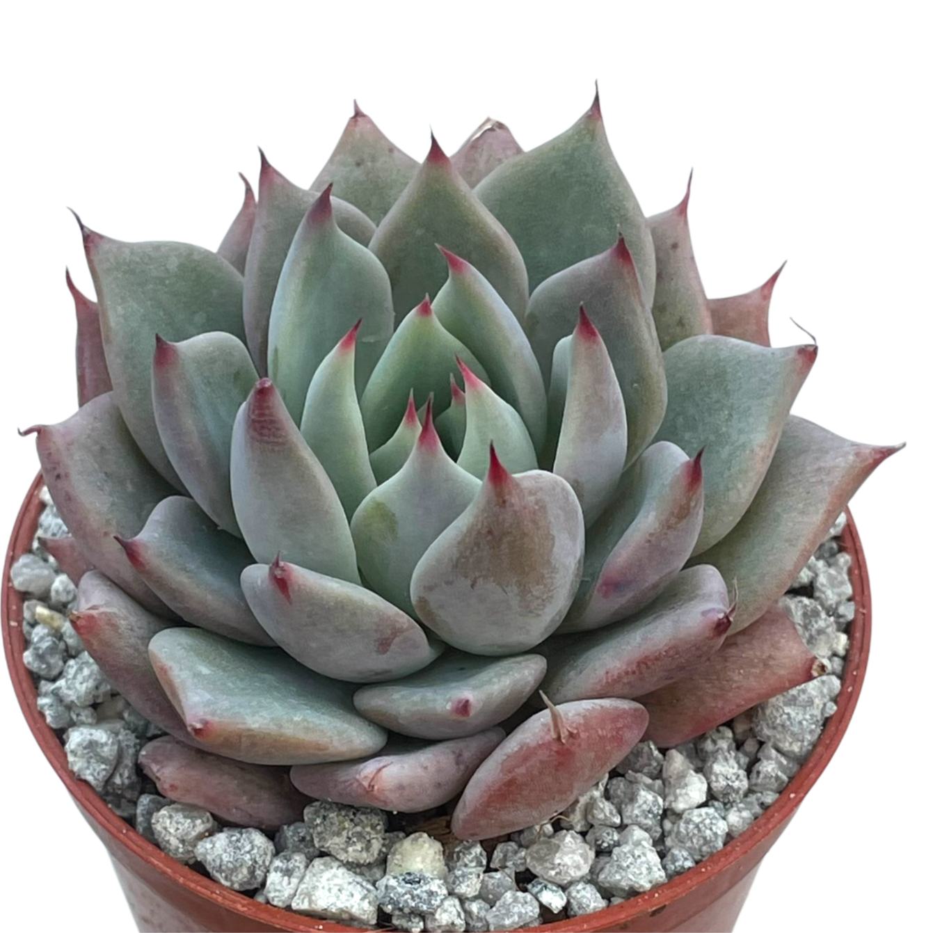 Echeveria 'Larega'