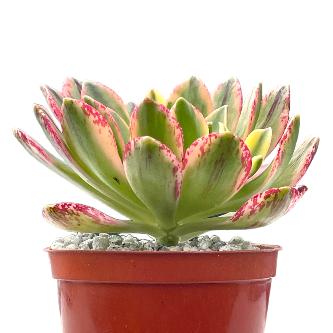 Aeonium 'Green Tea'