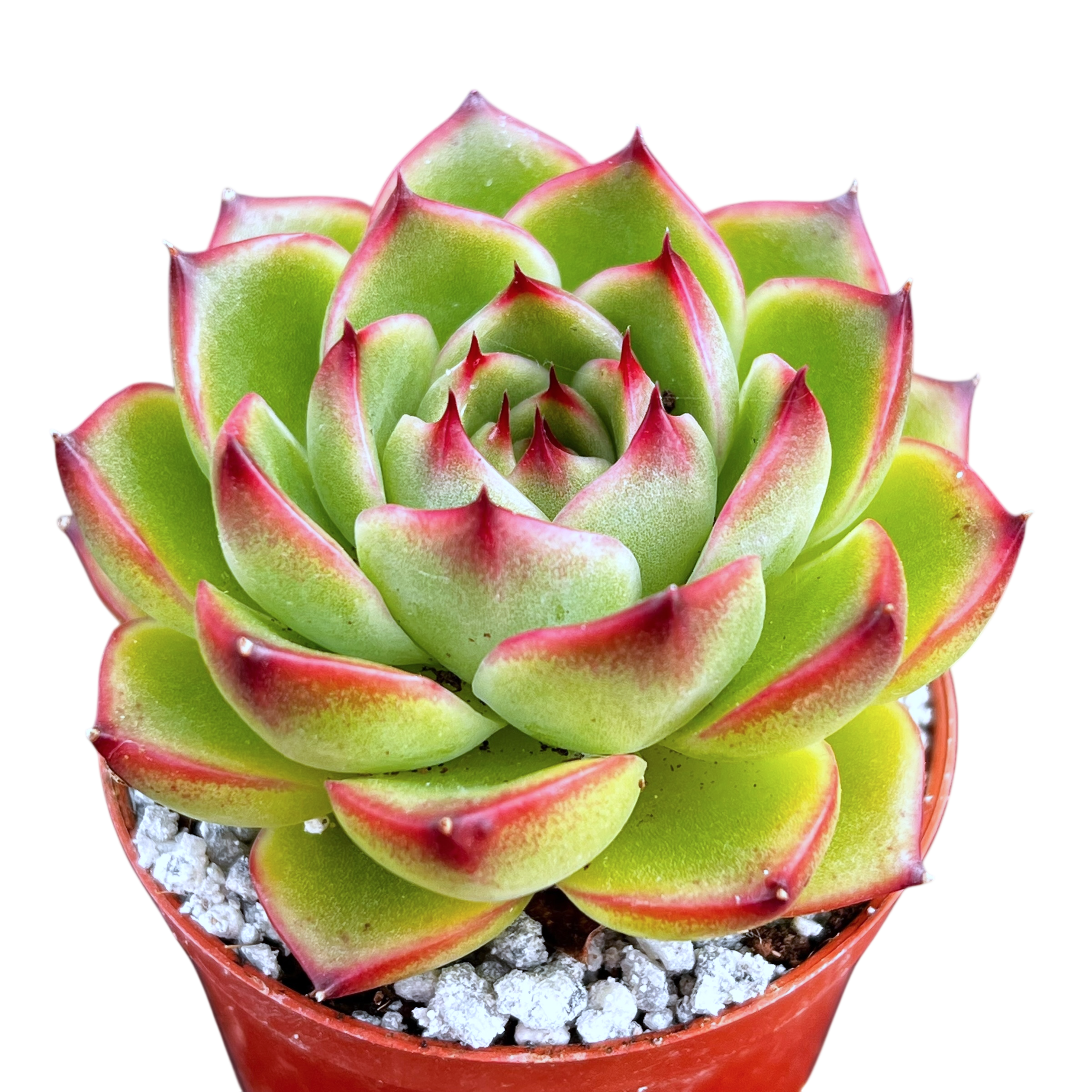 dark green succulent with red tips Echeveria 'Moon Stone' – Surreal Succulents