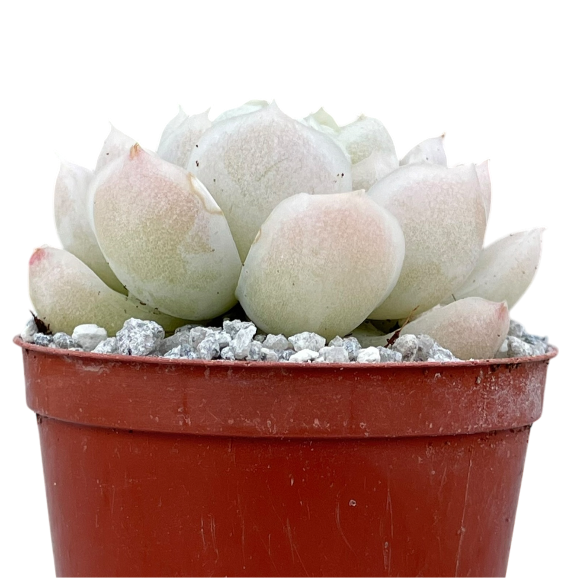 Echeveria 'Unicorn'