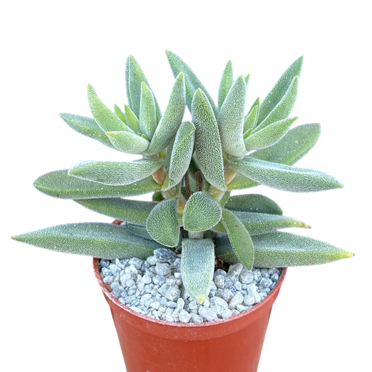 Crassula mesembryanthemoides