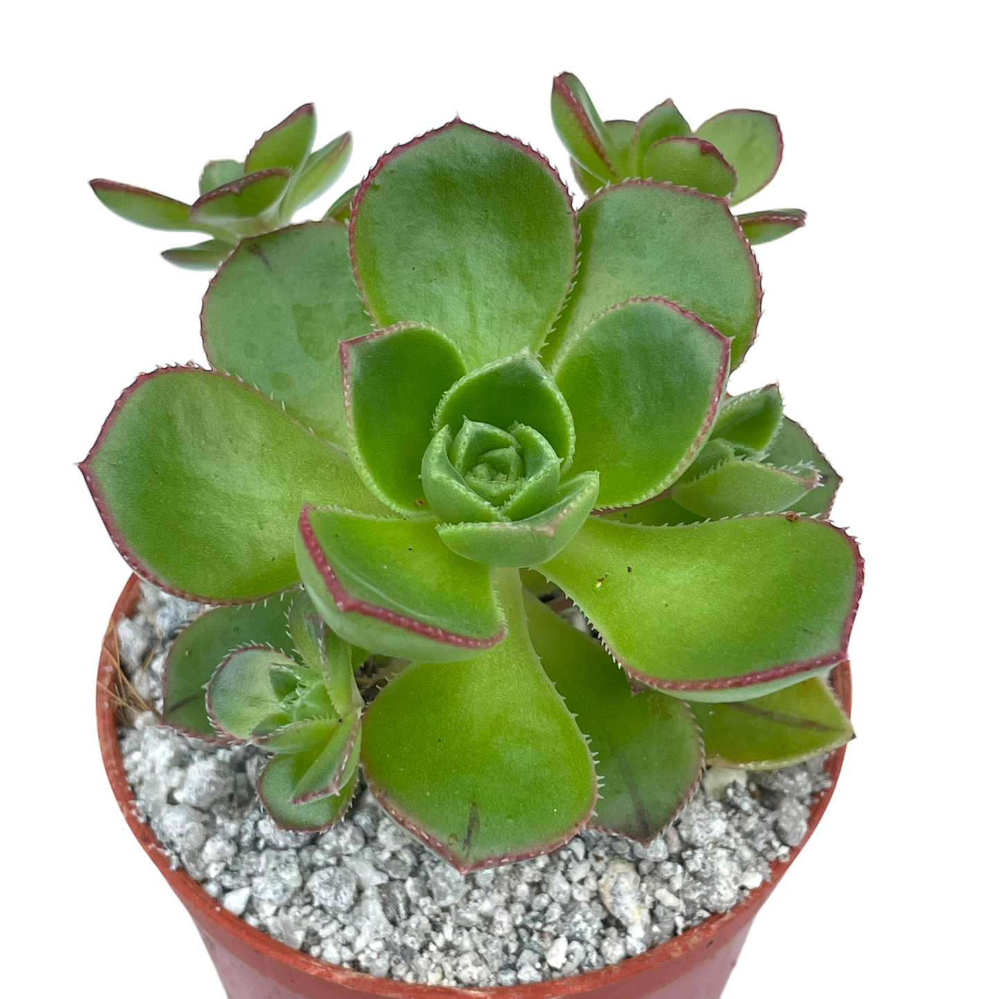 Aeonium volkerii