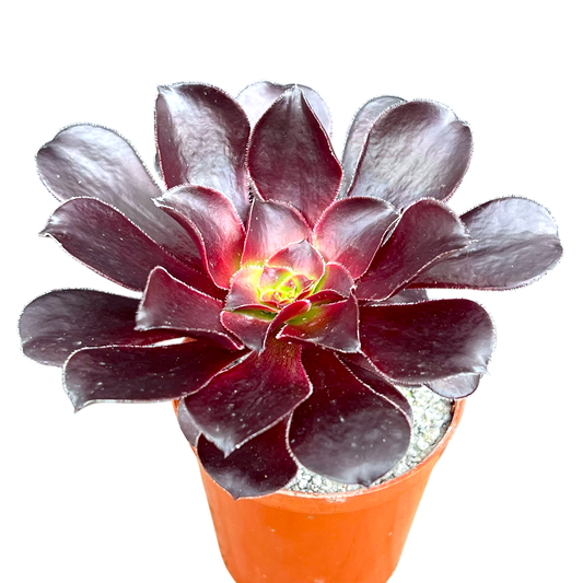 Aeonium 'Deep Purple'