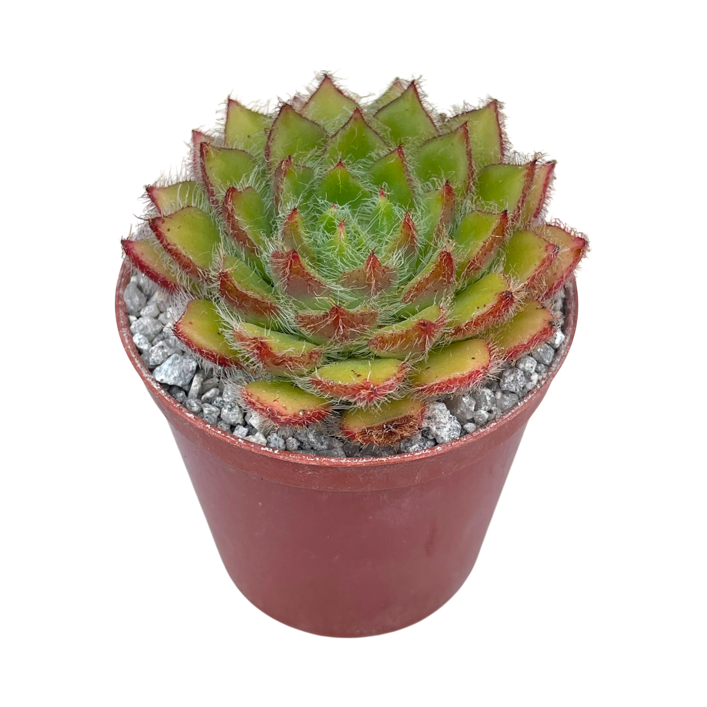 Echeveria 'Eva'