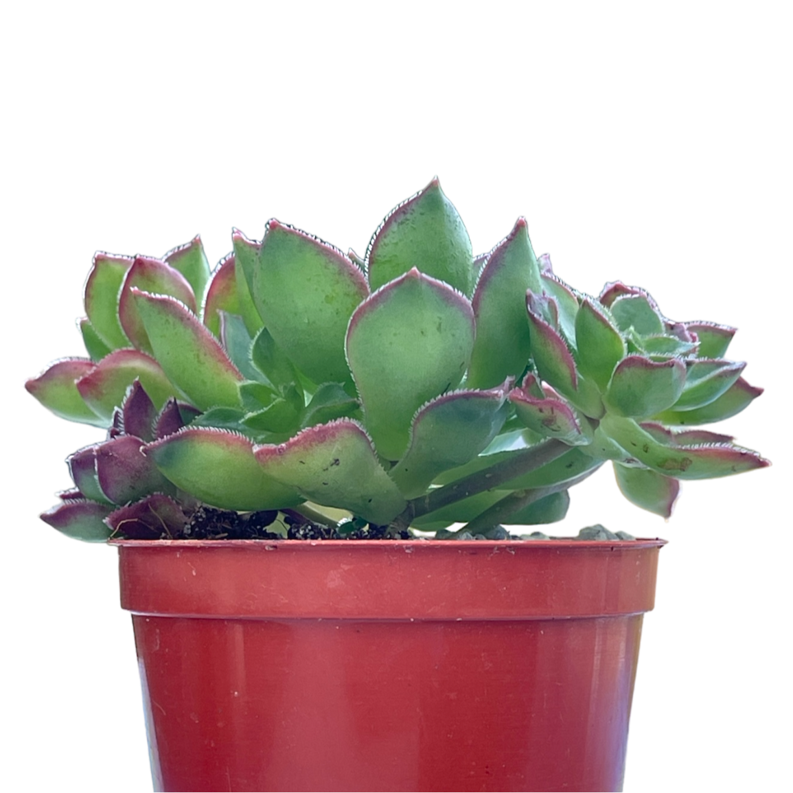 Aeonium 'Cornish Pixie'