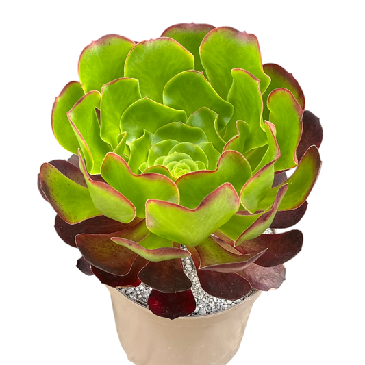 Aeonium 'Pomegranate'