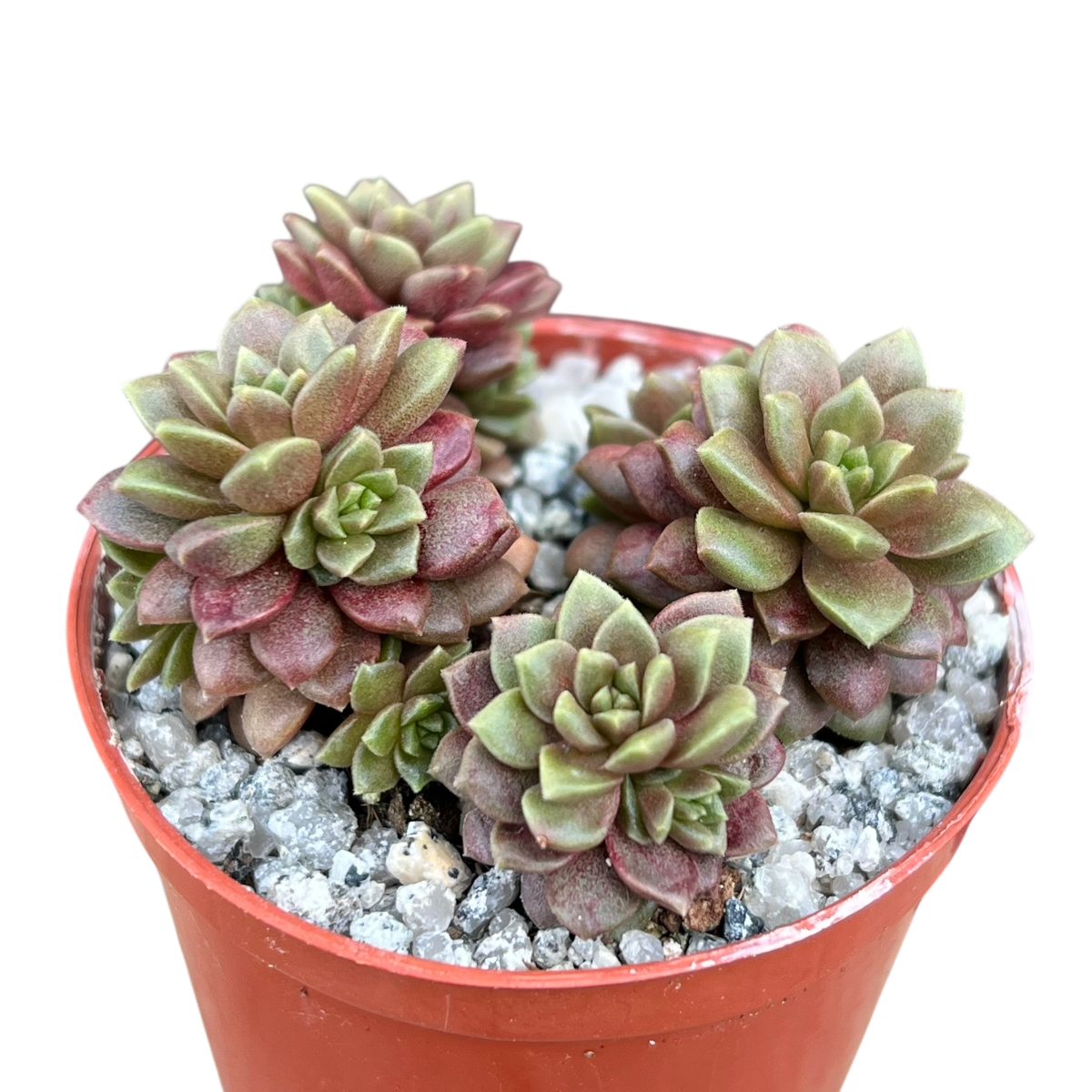 多肉植物 リトルジェム紅錦 抜き苗 xクレムノセダム 'リトル・ジェム 多肉植物 リトルジェム紅錦 抜き苗 xクレムノセダム 'リトル・ジェム