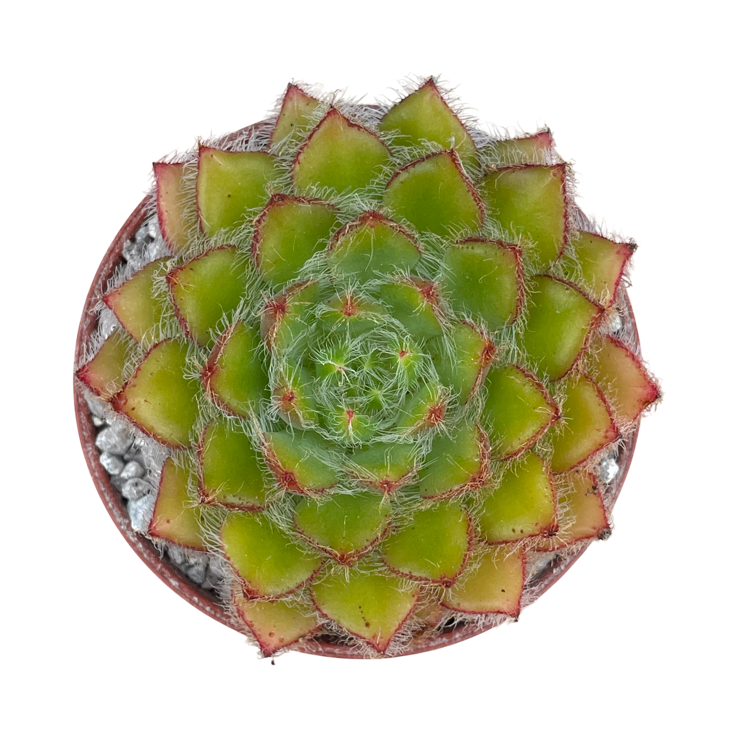 Echeveria 'Eva'