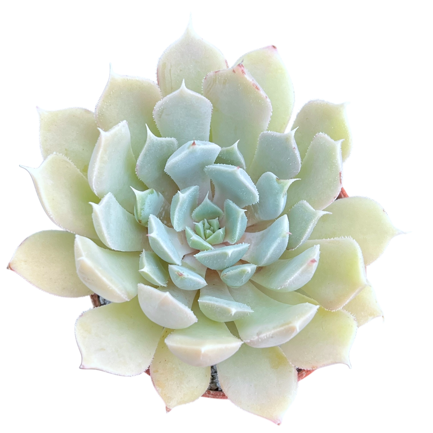 Echeveria 'Galileo'