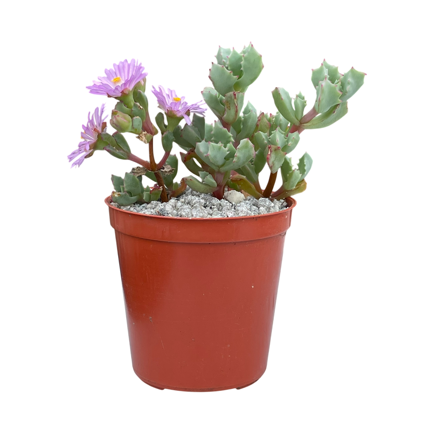 Oscularia deltoides