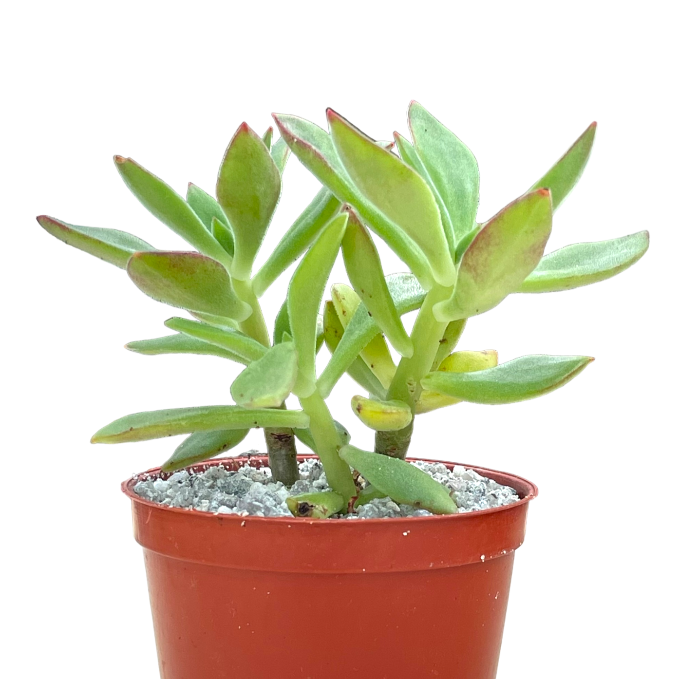 Echeveria harmsii (Plush Plant)