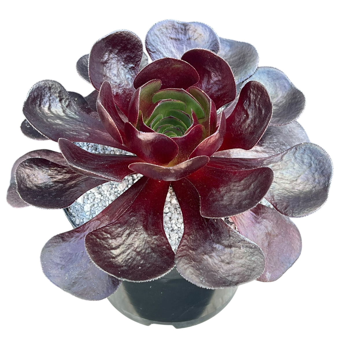 destiny succulent x Semponium 'Destiny' – Surreal Succulents
