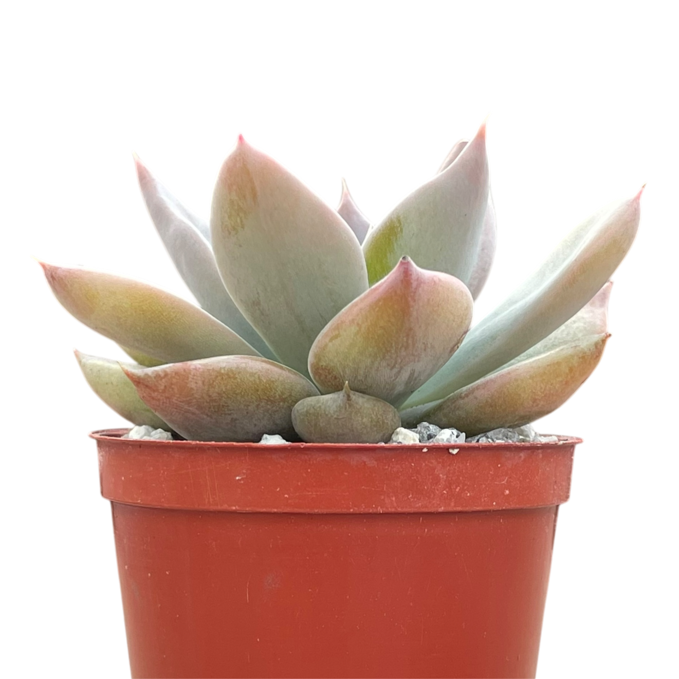 Echeveria 'Silver Queen'
