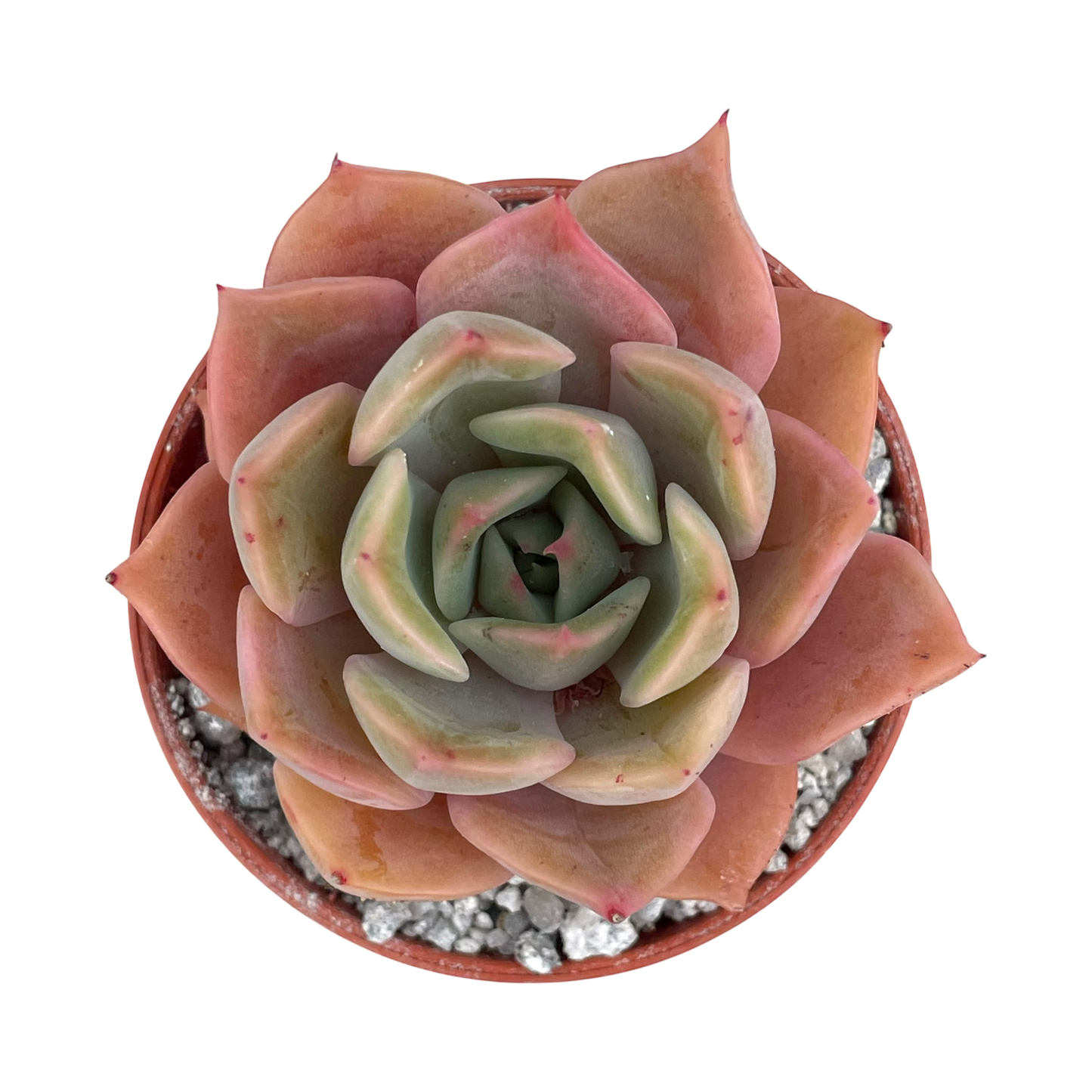 Echeveria 'Latte Rose'