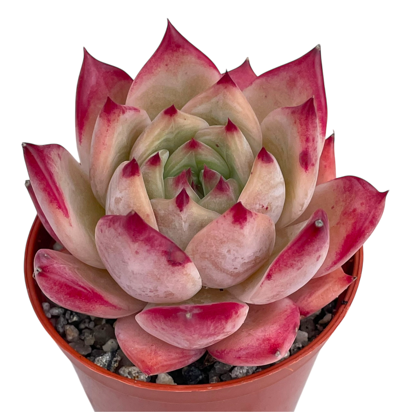 Echeveria colorata 'Desert Harmony'