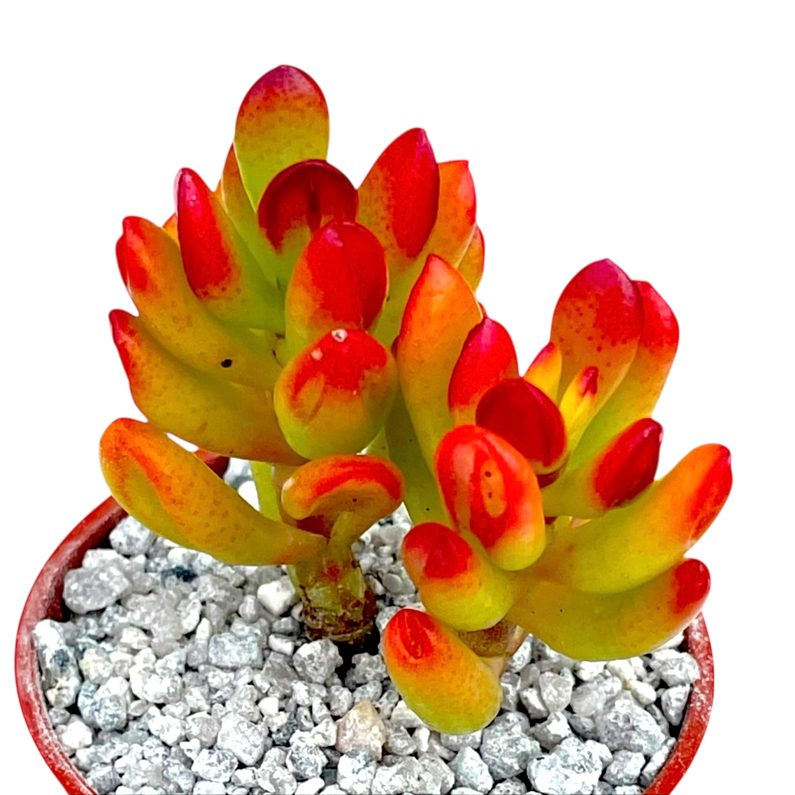 succulent with tubular leaves Crassula ovata 'Hobbit' – Surreal Succulents