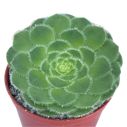Aeonium tabuliforme