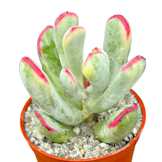 Cotyledon orbiculata var. flanaganii f. variegata