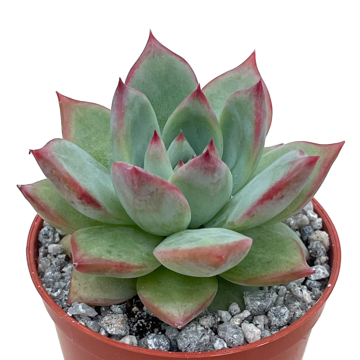 Echeveria 'Cornish Delight'