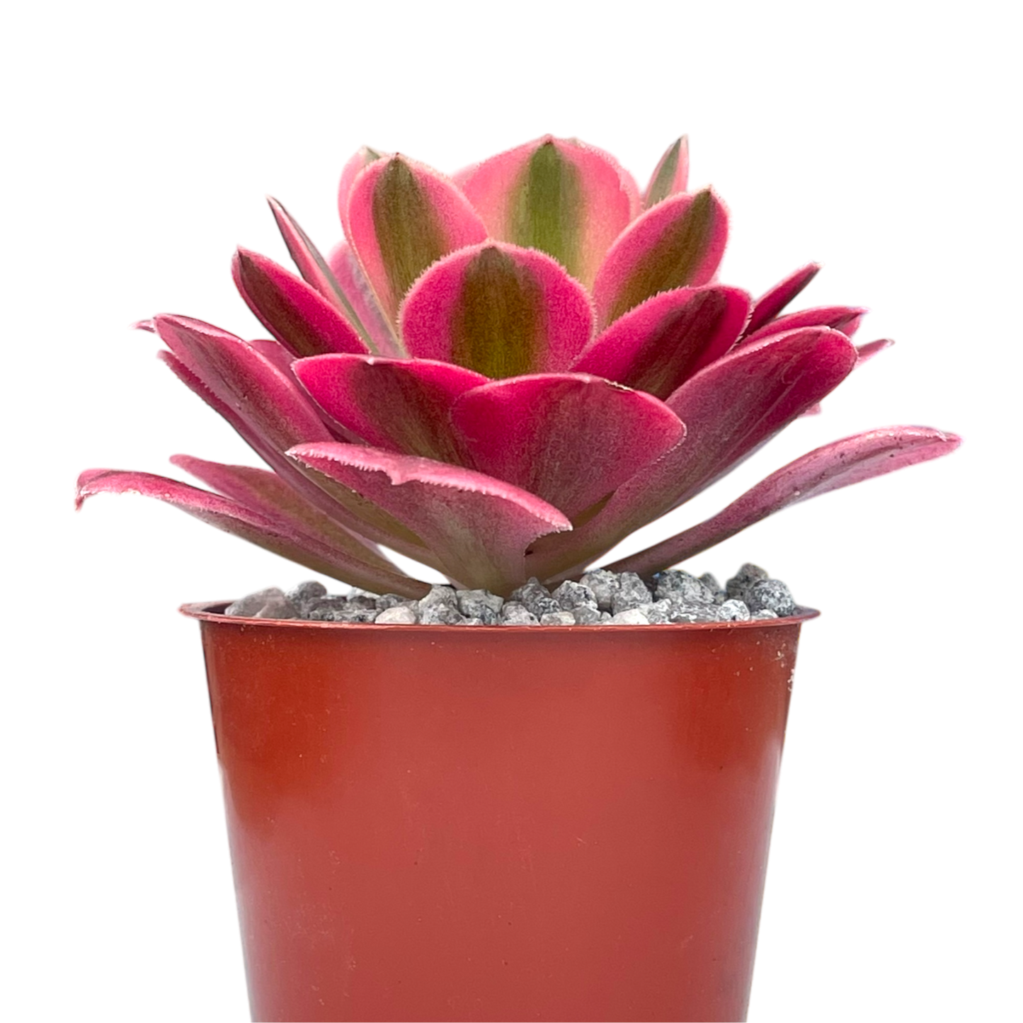 Aeonium 'Pink Witch'