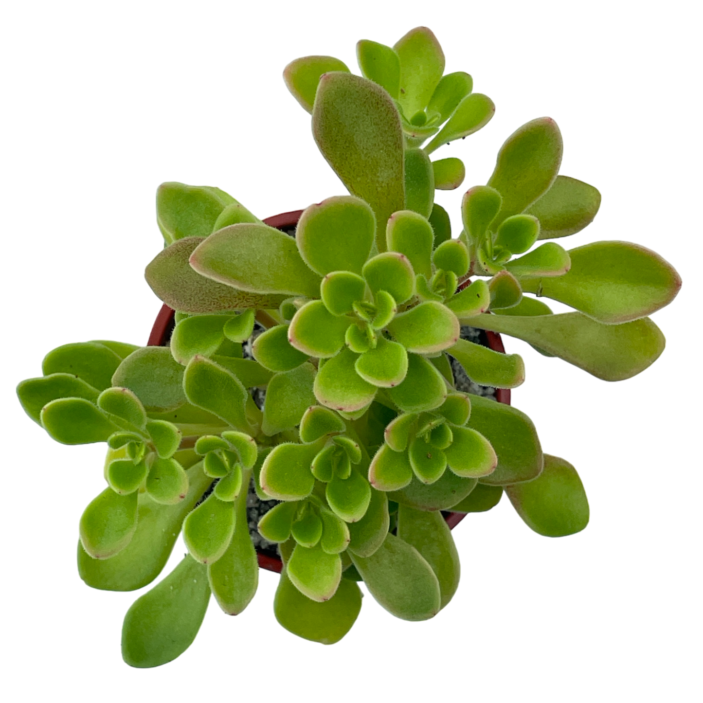 Aichryson aizoides