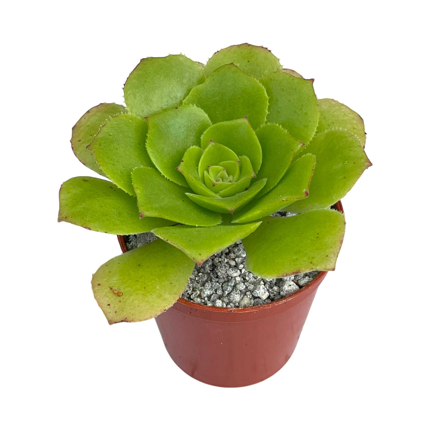 Aeonium tabuliforme x nobile