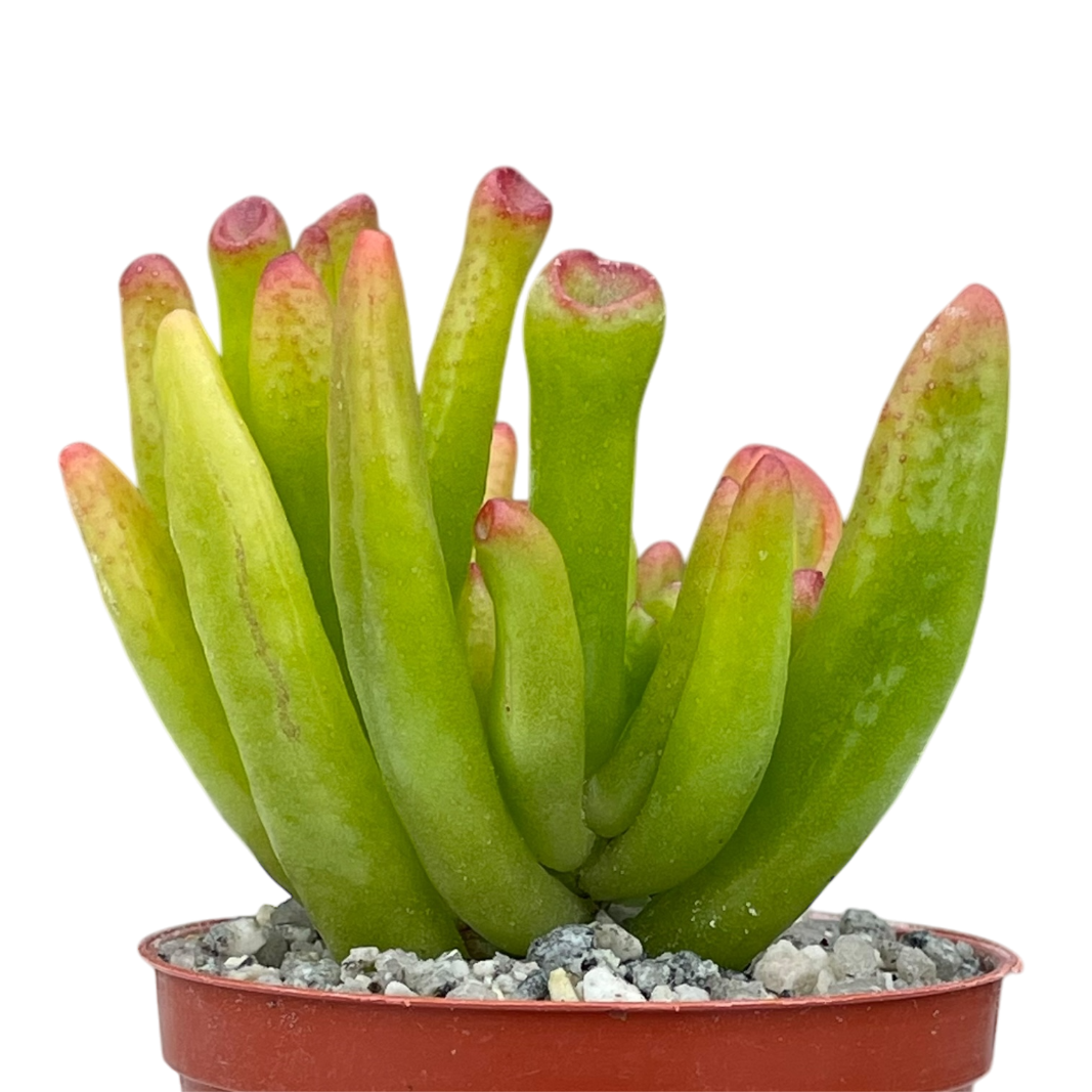 Crassula 'Horn Tree'