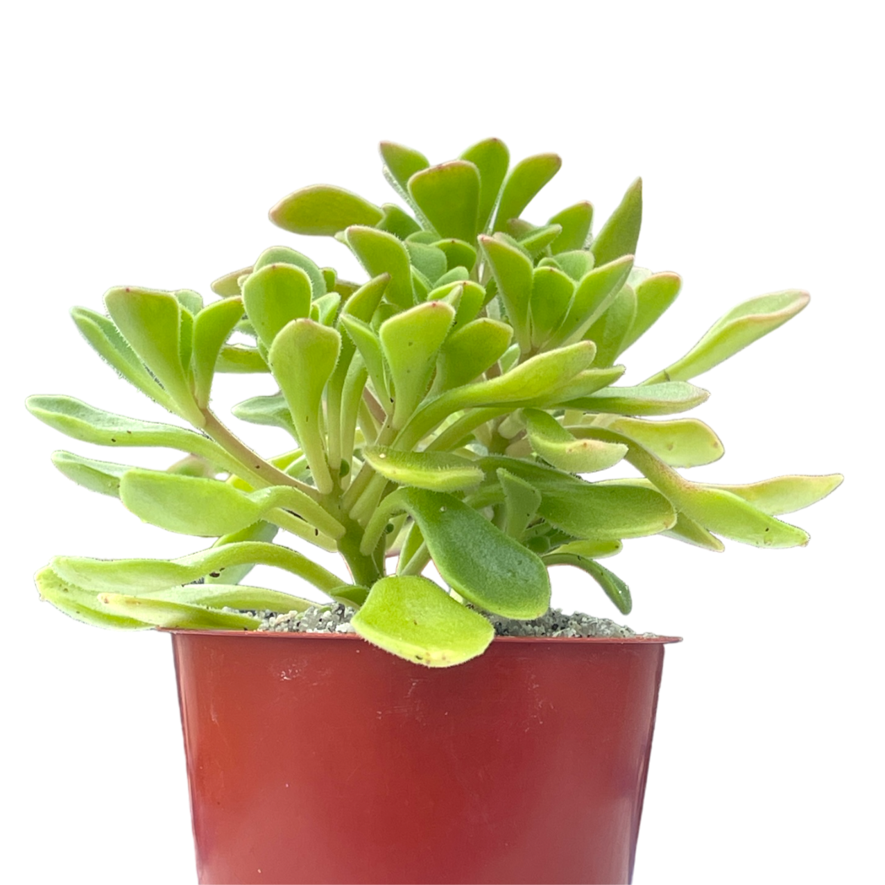 Aichryson aizoides