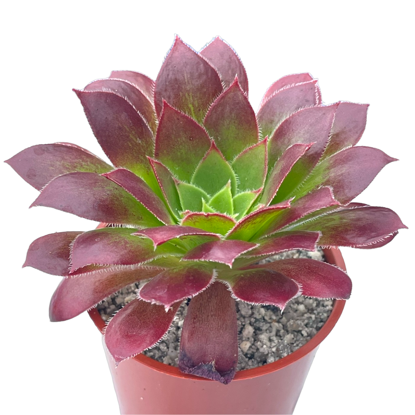 Aeonium 'Black Magic'