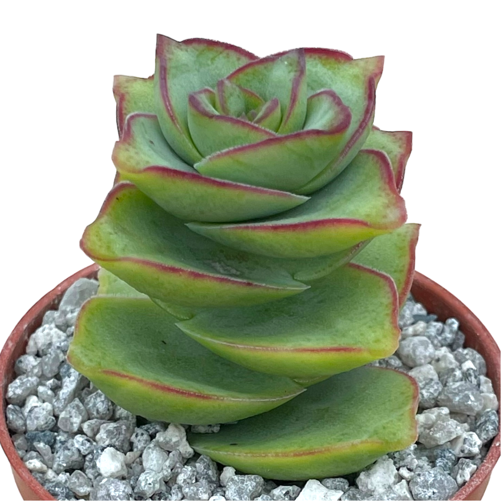 Crassula perforata