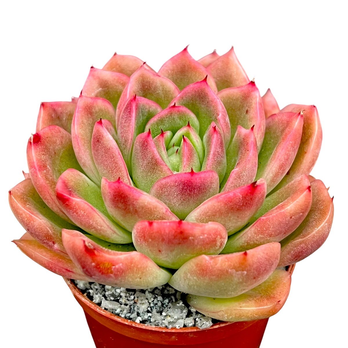 gilva succulent Echeveria 'Gilva' – Surreal Succulents