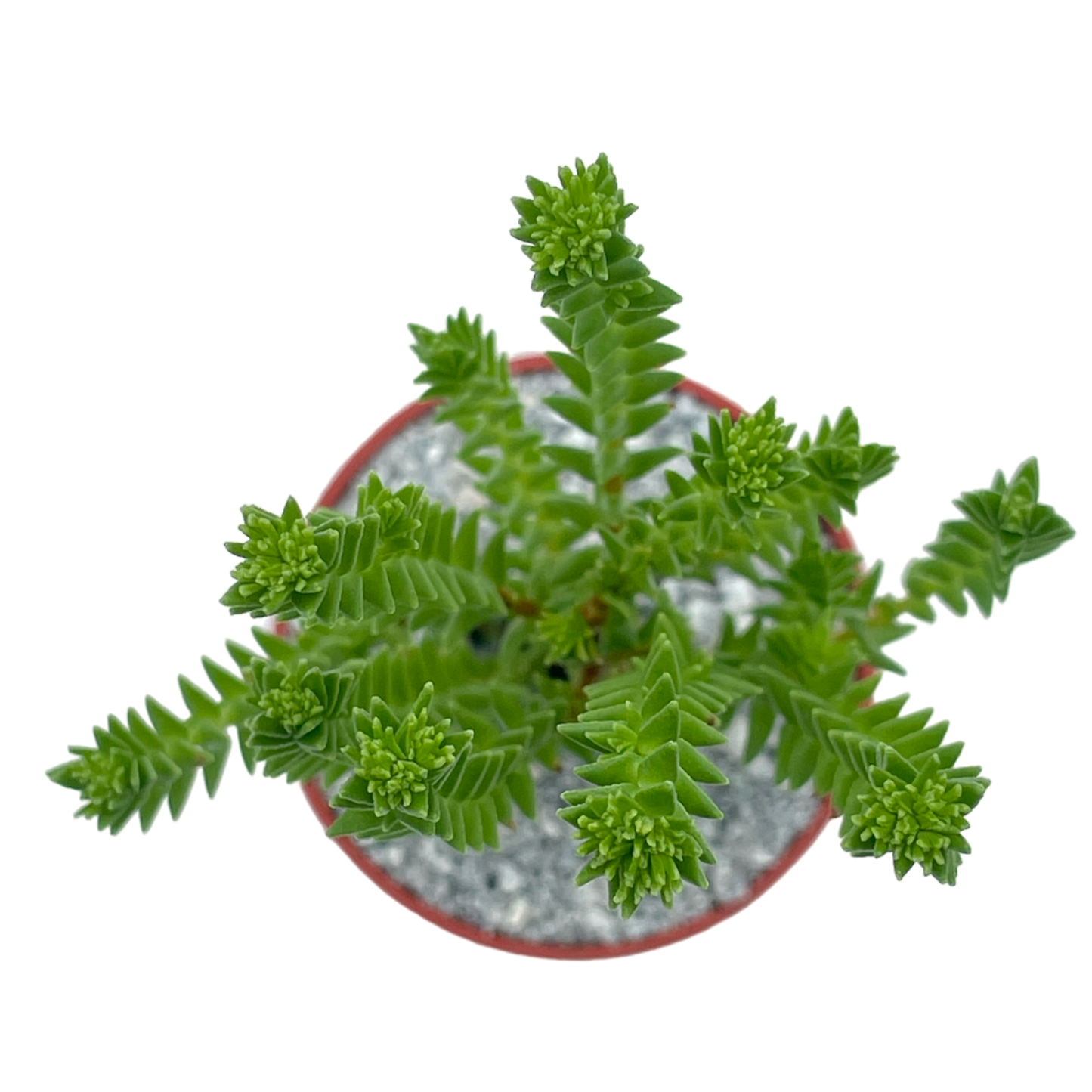 Crassula ericoides